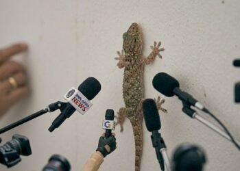 Confessions of a Car Park Gecko: What I See From My Wall